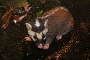 Chiński badger fretki - nie ferret i nie badgista